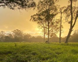 Full Circle Farm sunrise Dooralong Valley 