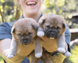 A woman holds two dingo puppies infront of her at The Australian reptile Park