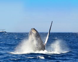 humpback whale breaching