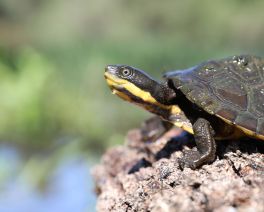 Australian Reptile Park