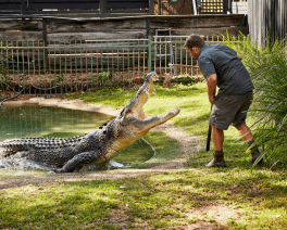 Keeper feeding a crocodile at teh The Australian Reptile Park