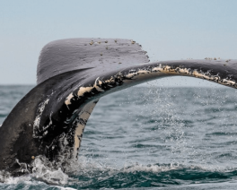 Whale Tail Credit_neilvincentphotography