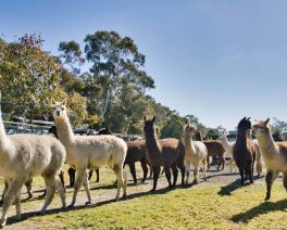 herd of many fluffy alpacas