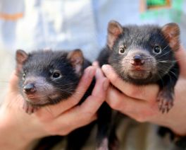 baby handheld cute tasmanian devil joeys