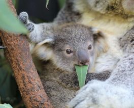 The Australian Reptile Park baby koala called tippi eating leaf