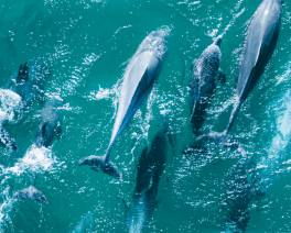 Dolphins at Wamberall