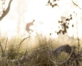 blurry cycle scape scene with dewy cobweb