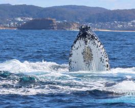 whale jumping from ocean