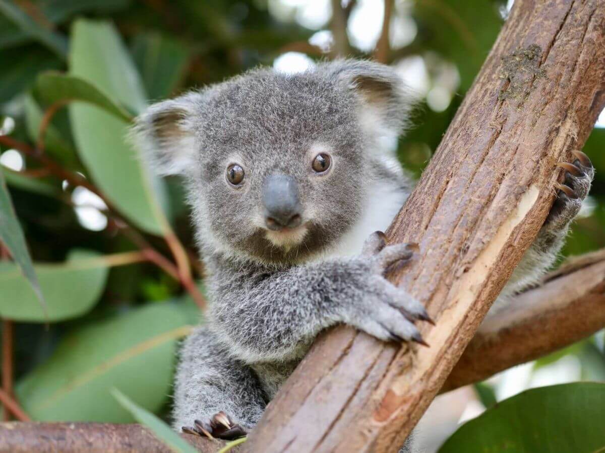 Australian Reptile Park Things To Do Love Central Coast