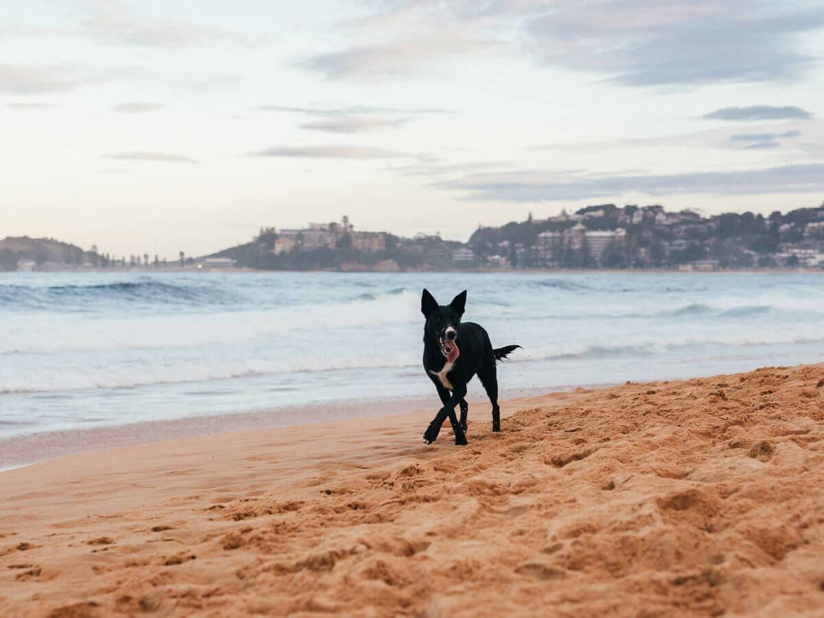 Central Coast’s best dogfriendly walks your pooch will love News