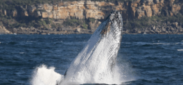 SBN - NPWS Whale Watching tours