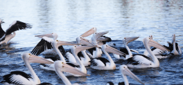 Pelican Time Educational Experience The Entrance Central Coast NSW