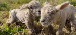 Spring school holiday guide on the Central Coast