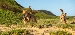 Hello Dingo NEW Central Coast wild educational encounter