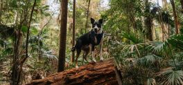gorgeous bitzer dog on log in forest