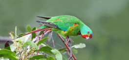 swift parrot 