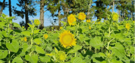 sunflower fields in Somersby