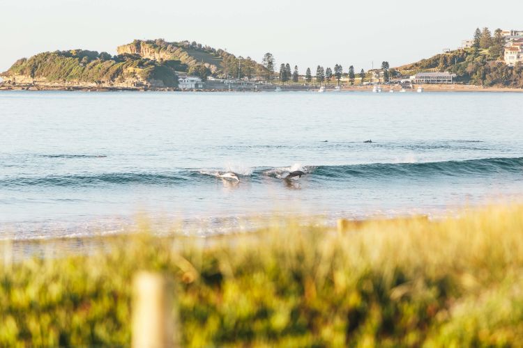 A shot of a rolling wave at a beach with dolphins