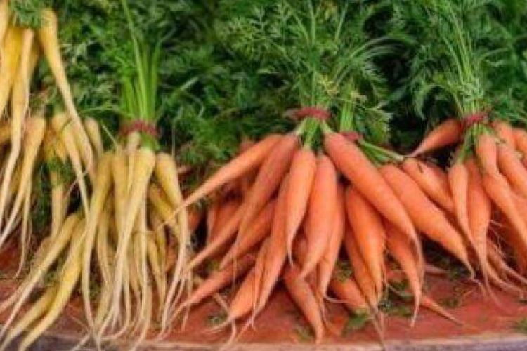 Fresh picked carrots