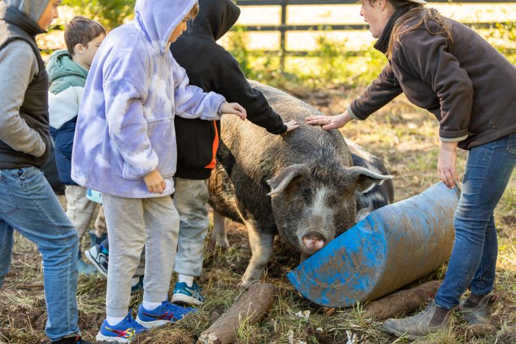 kids petting pig