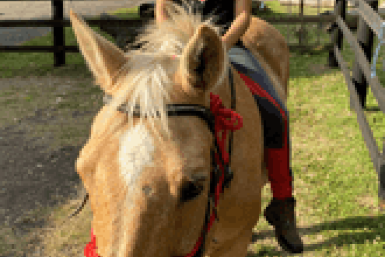 child on horse