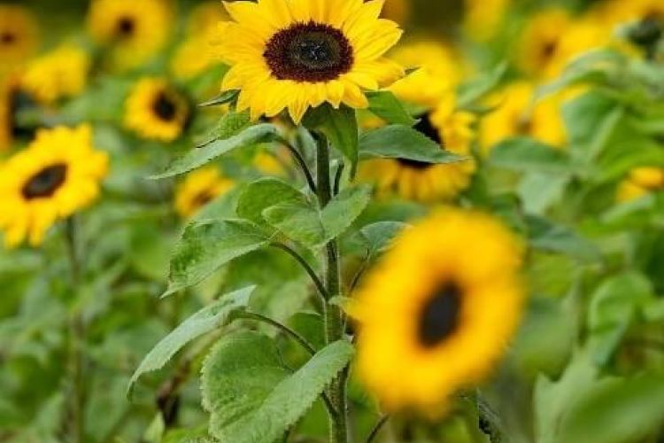 sunflowers
