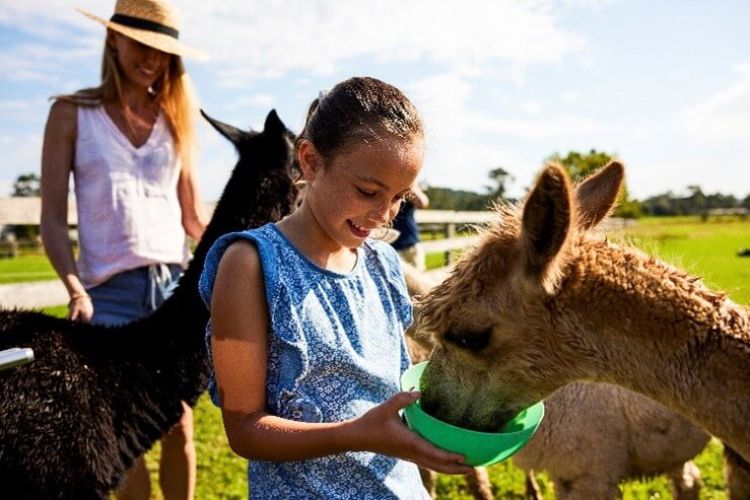 child patting alpaca