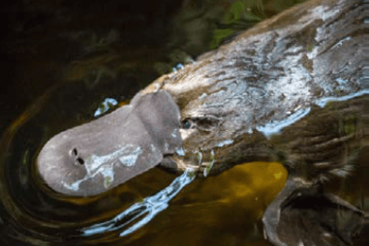 platypus