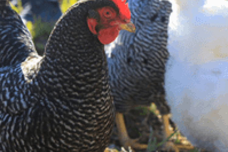 chickens