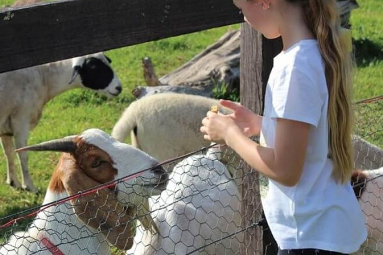 feeding goats