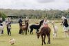 tourism industry and alpacas being fed in a quaint green field