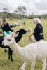 tourism industry and alpacas being fed in a quaint green field