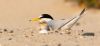 little tern bird and chick in the sand. credit Luke Ullrich