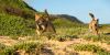 Dingoes on the Central Coast beach