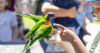 Kid holding a bowl of lorikeet feed as they hand-feed lorikeets during the Lorikeet Feeding show