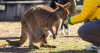 Person hand-feeding the Australian Reptile Park's free roaming kangaroos