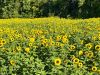 Sunflower Field at The Bloom Barn Farm