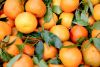 Goodmayes orchard mandarins