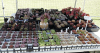 Succulents at PLF