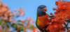 A Rainbow Lorikeet sits in a tree on a bottlebrush tree