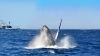 humpback whale breaching