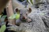 australian reptile park - koala joey