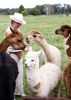 herd of many fluffy alpacas