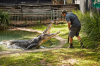 Keeper feeding a crocodile at teh The Australian Reptile Park