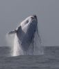 humpback whale breaching