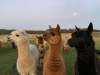 Alpacas