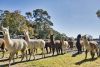 herd of many fluffy alpacas