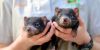 baby handheld cute tasmanian devil joeys