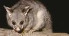 Brushtail Possum by Ken Stepnell/DPE