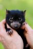 baby handheld cute tasmanian devil joeys